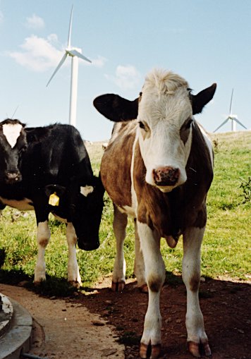cattle at carland cross